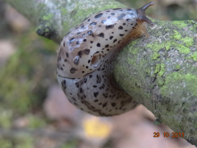 Limax maximus dal Belgio